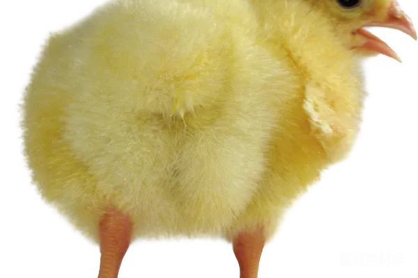 元素素材 鸡