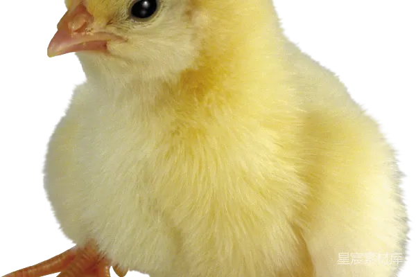 元素素材 鸡