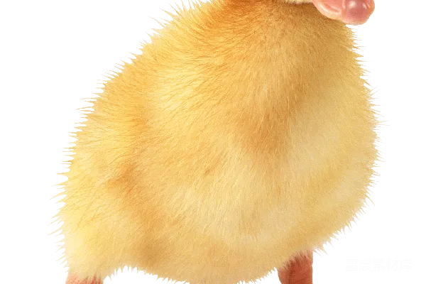 元素素材 小鸭子