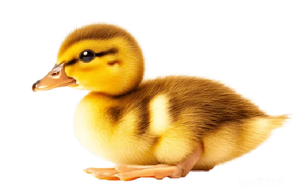 元素素材 透明