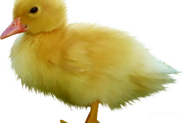 元素素材 小鸭子