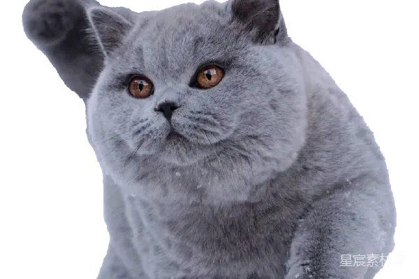 元素素材 可爱的灰色小猫