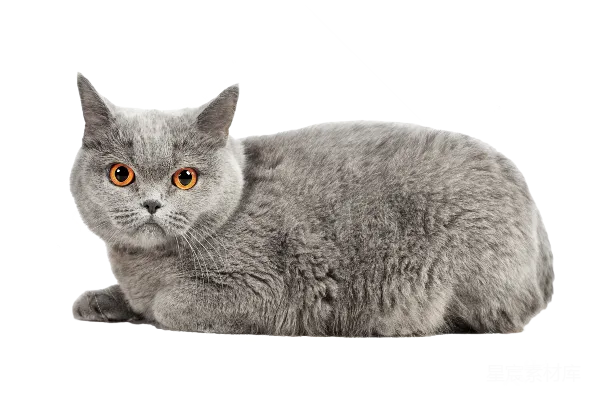 元素素材 灰色英短猫