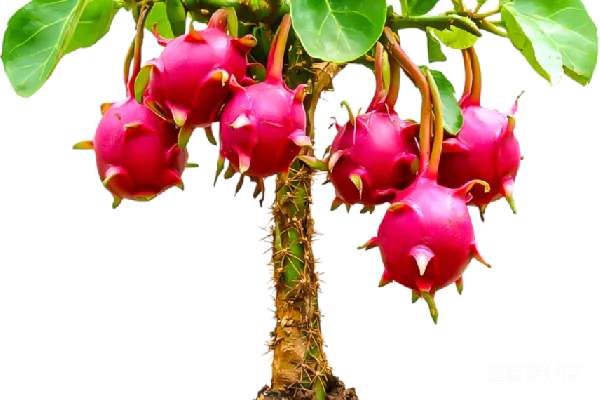 元素素材 龙