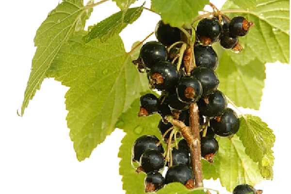 元素素材 黑currant