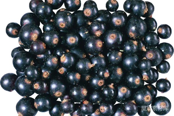 元素素材 黑莓