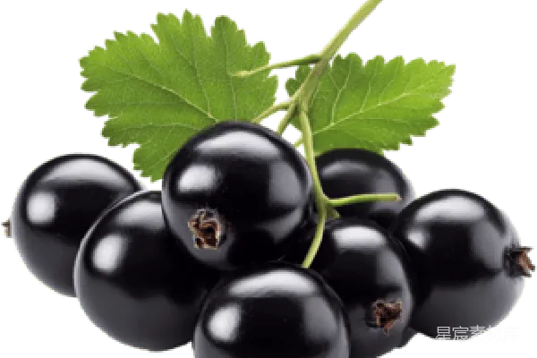 元素素材 黑 currant