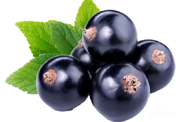元素素材 黑currant