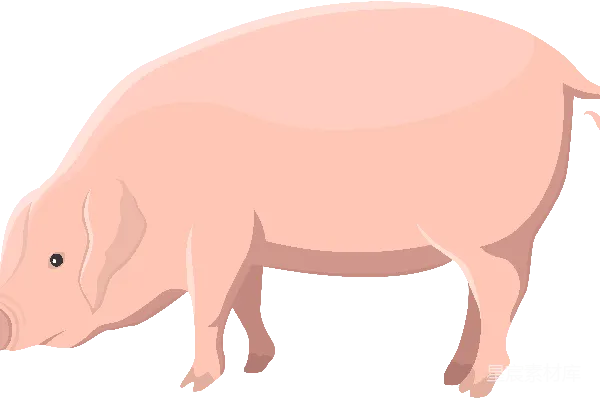 元素素材 猪
