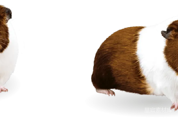 元素素材 透明的