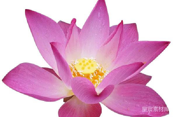 元素素材 PNG
