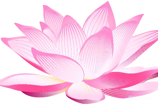 元素素材 粉色荷花插画