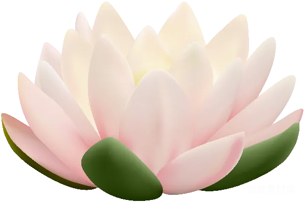 元素素材 粉红色的莲花插图