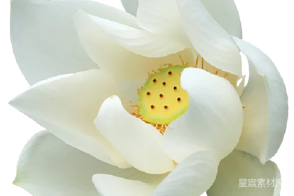 元素素材 水