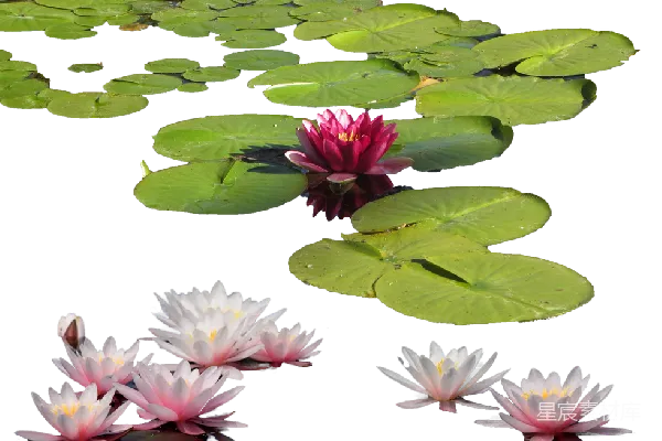 元素素材 水