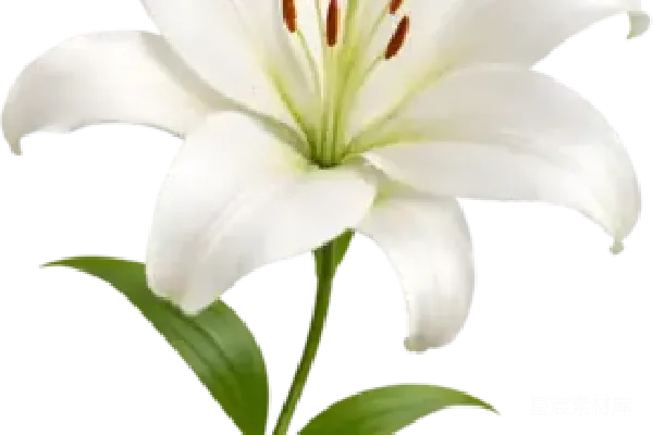 元素素材 里尔姆