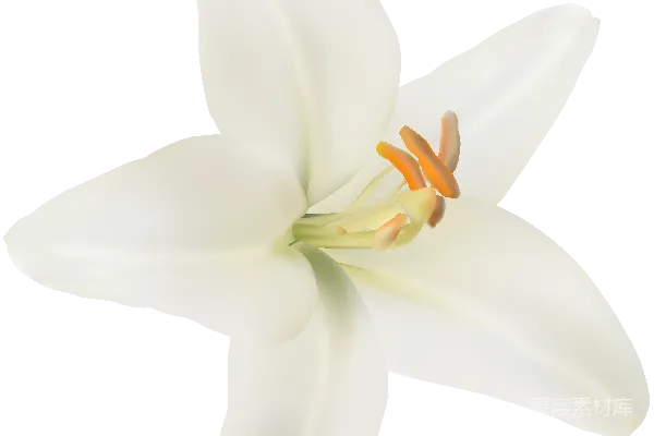 元素素材 白百合花