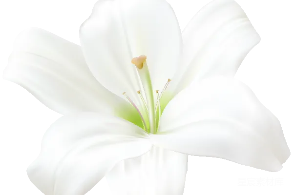 元素素材 纯白百合花