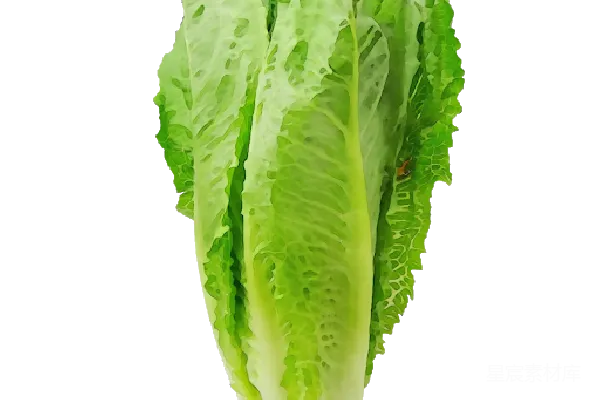 元素素材 莴苣