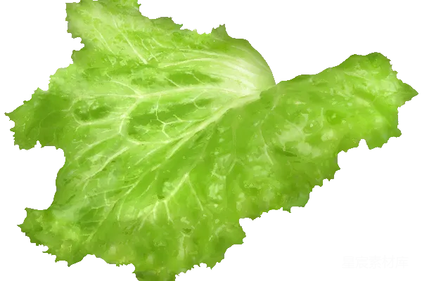 元素素材 生菜