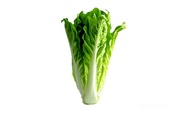元素素材 生菜