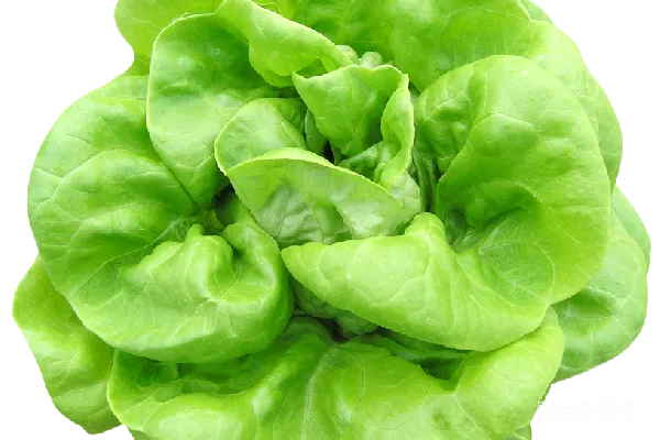 元素素材 新鲜生菜