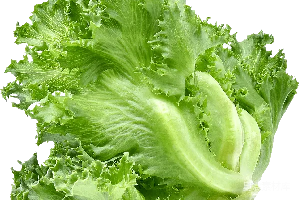 元素素材 新鲜生菜