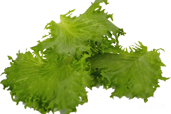 元素素材 新鲜生菜特写