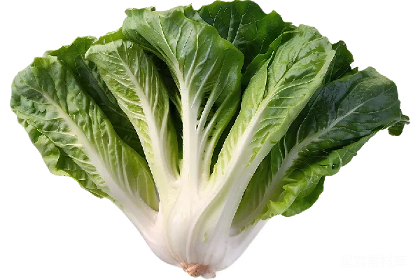 元素素材 生菜