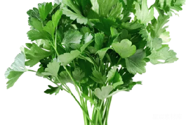 元素素材 欧芹