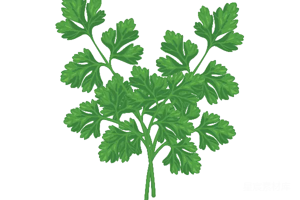元素素材 欧芹