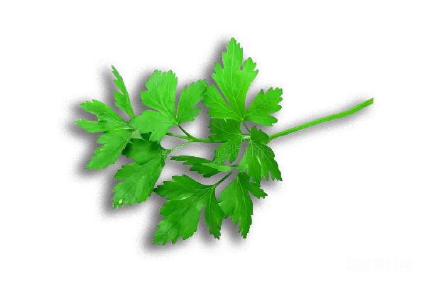元素素材 欧芹