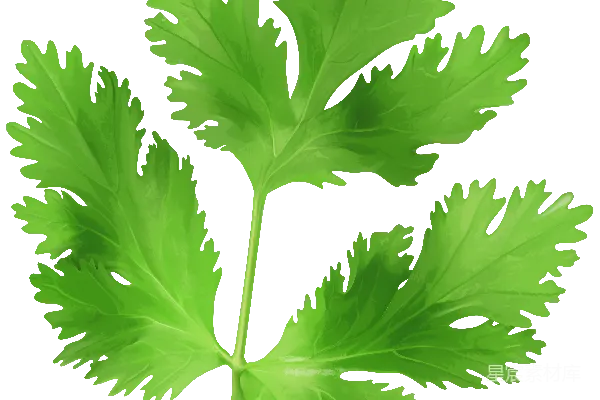 元素素材 欧芹