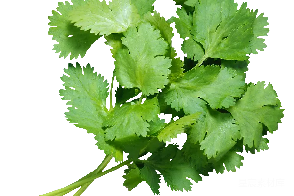 元素素材 欧芹