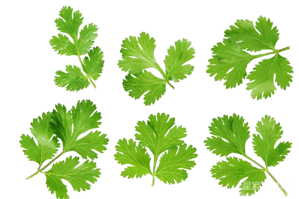 元素素材 欧芹