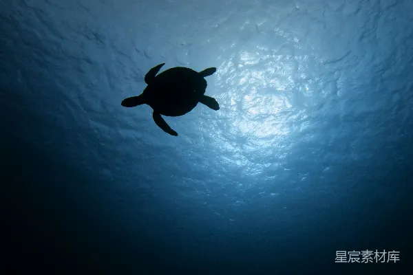 高清摄影 水中的 turtles