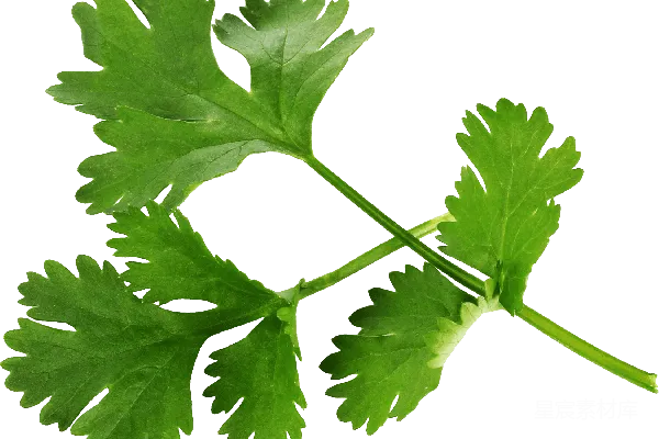 元素素材 欧芹