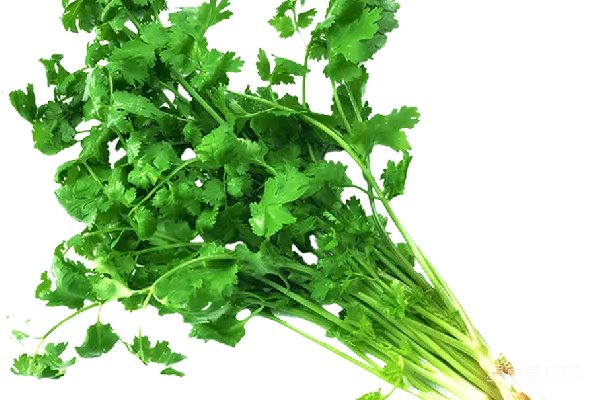 元素素材 欧芹