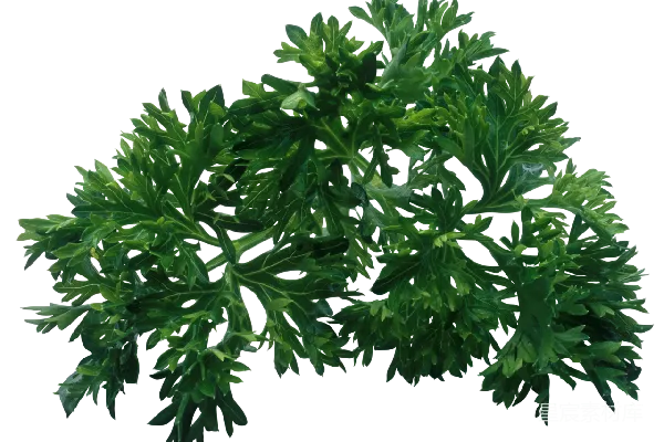 元素素材 欧芹