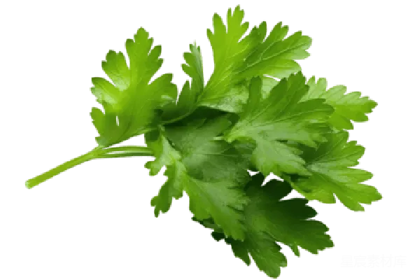 元素素材 欧芹