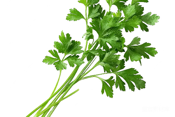 元素素材 新鲜香菜