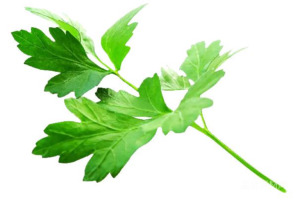 元素素材 欧芹