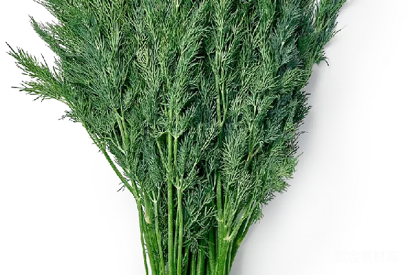 元素素材 芹薄荷