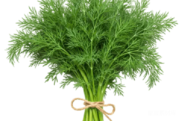 元素素材 新鲜香菜