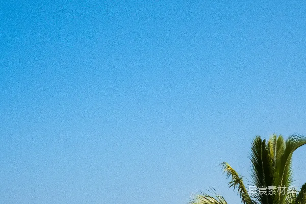 高清摄影 海滩旁一棵棕榈树靠近海洋