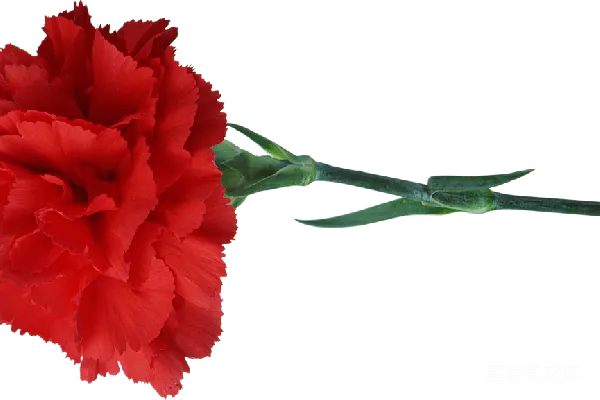 元素素材 花朵