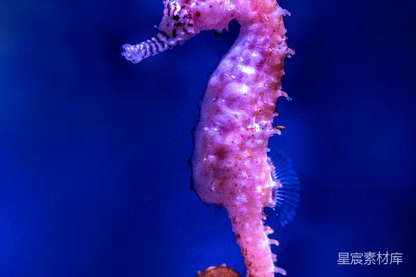 高清摄影 紫海马