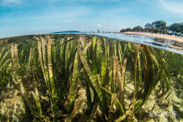 高清摄影 白天草地上有水体附近的绿色草地