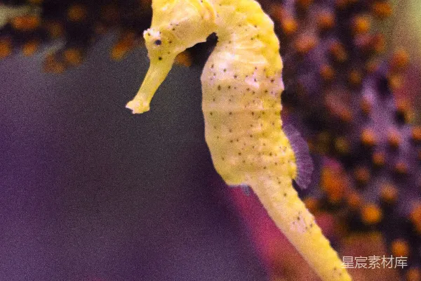 高清摄影 一只黄色的海洋生物
