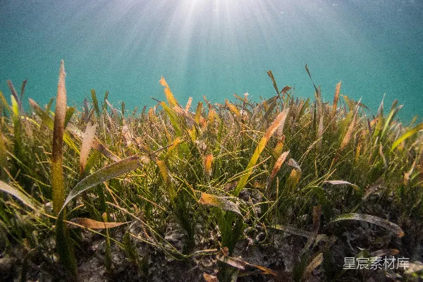 高清摄影 白天绿草和棕色草地在蓝天之下